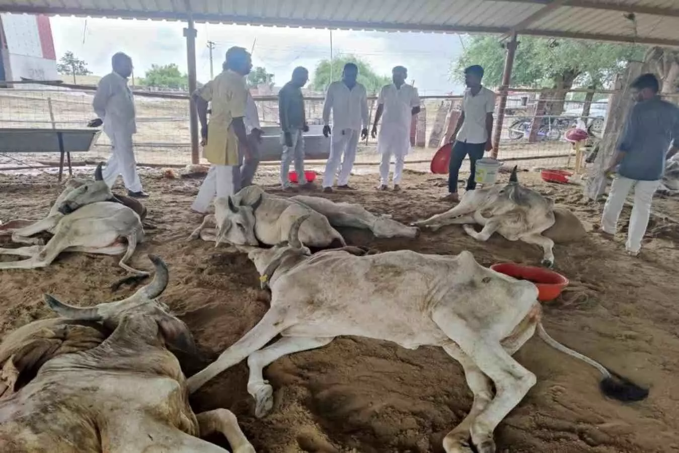 75 thousand cattle died of lumpy disease in india sanjeev balyan said