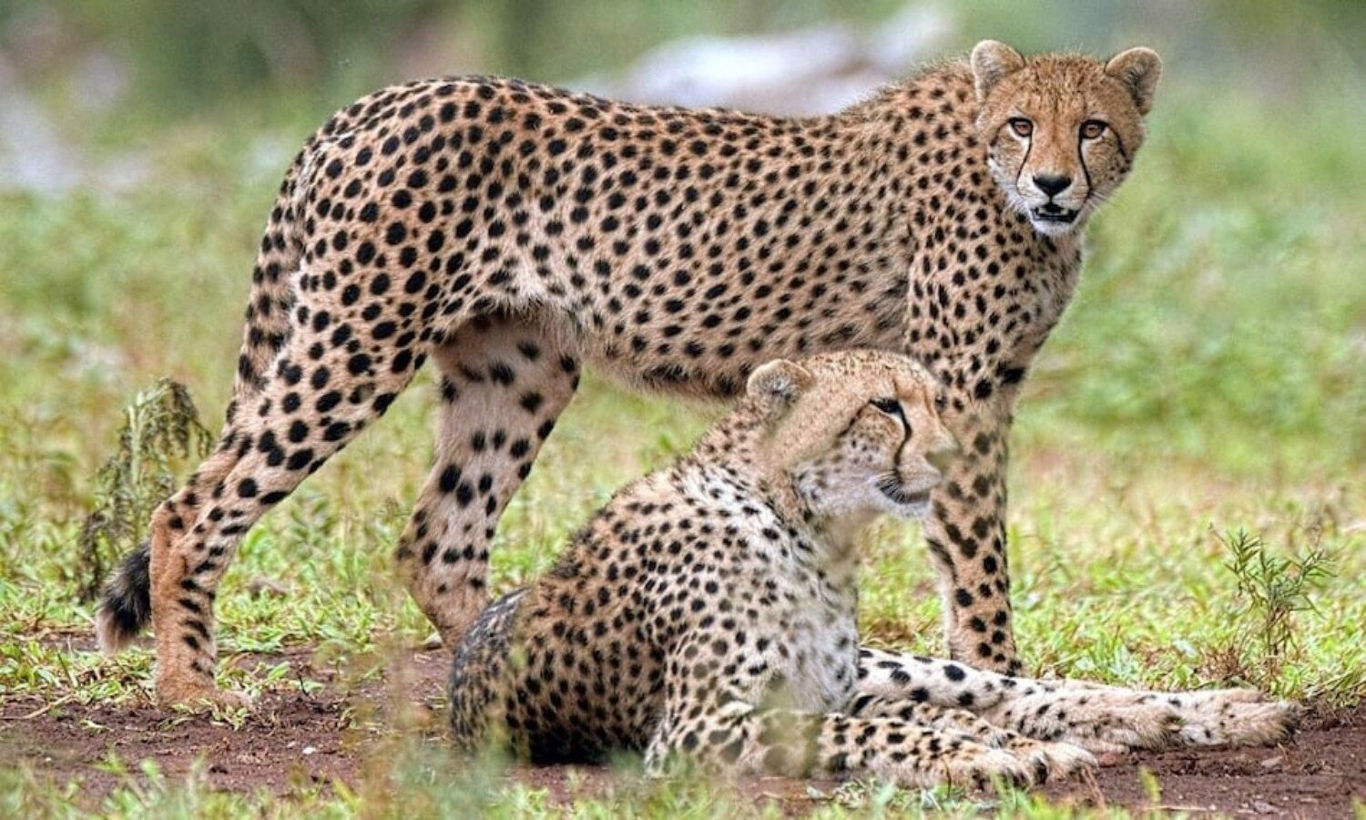 Cheetah Project: Cheetahs have arrived, now what will happen next