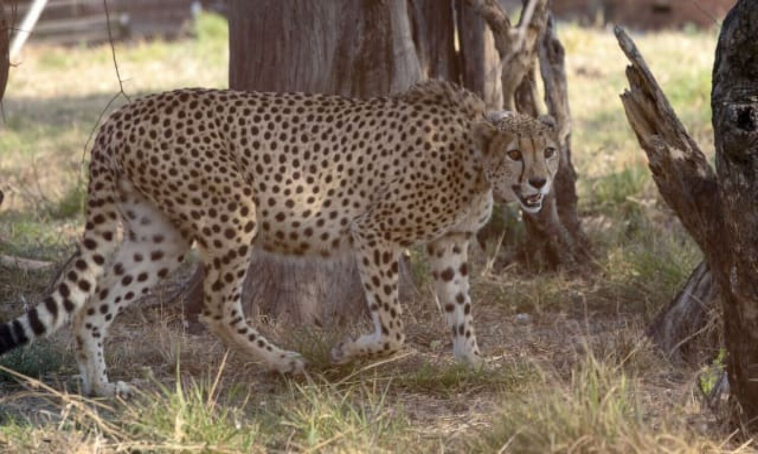 Cheetah Project in MP: Why were cheetahs brought to India, know the full story behind it