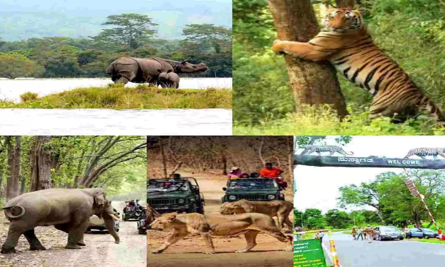 Indias Best National Park