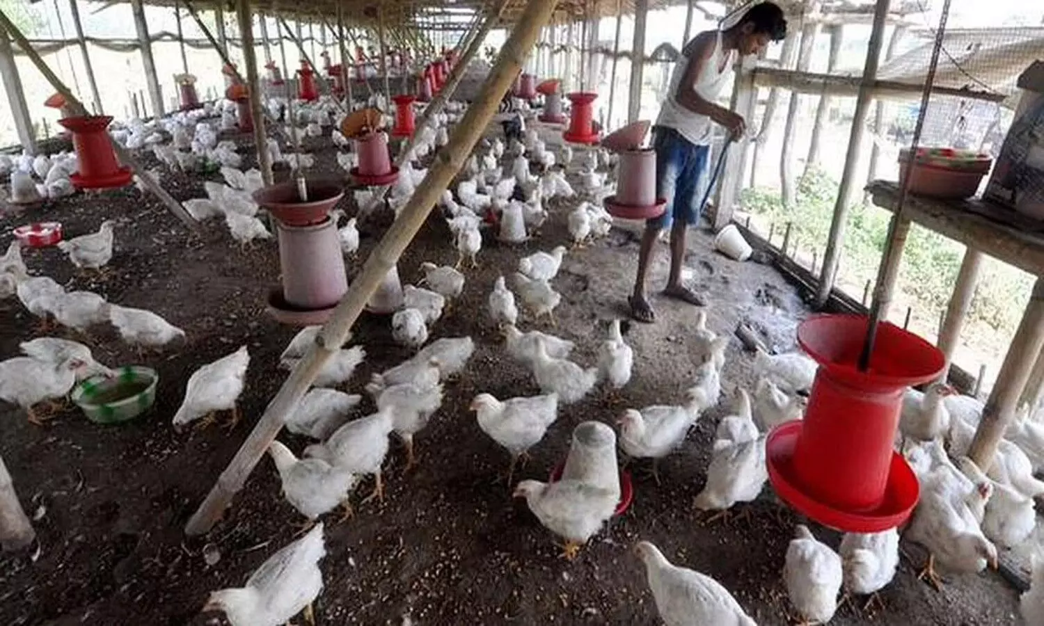 Poultry And Egg Business Industry In UP