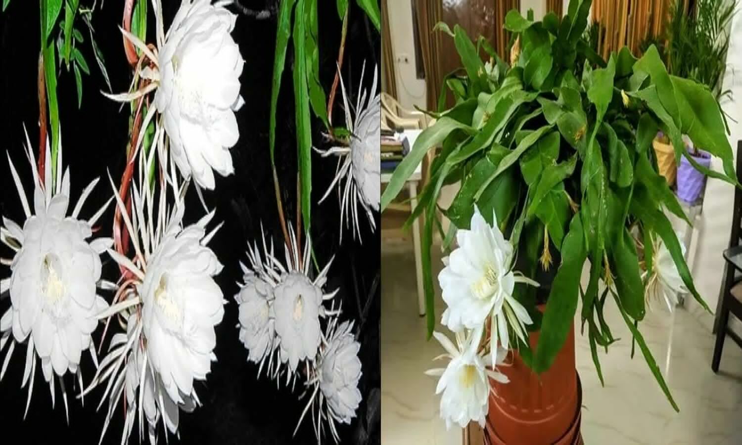 Brahma Kamal Phool Benefits: The flower of Brahma Kamal is full of many qualities, as the flower blooms, your luck will shine.