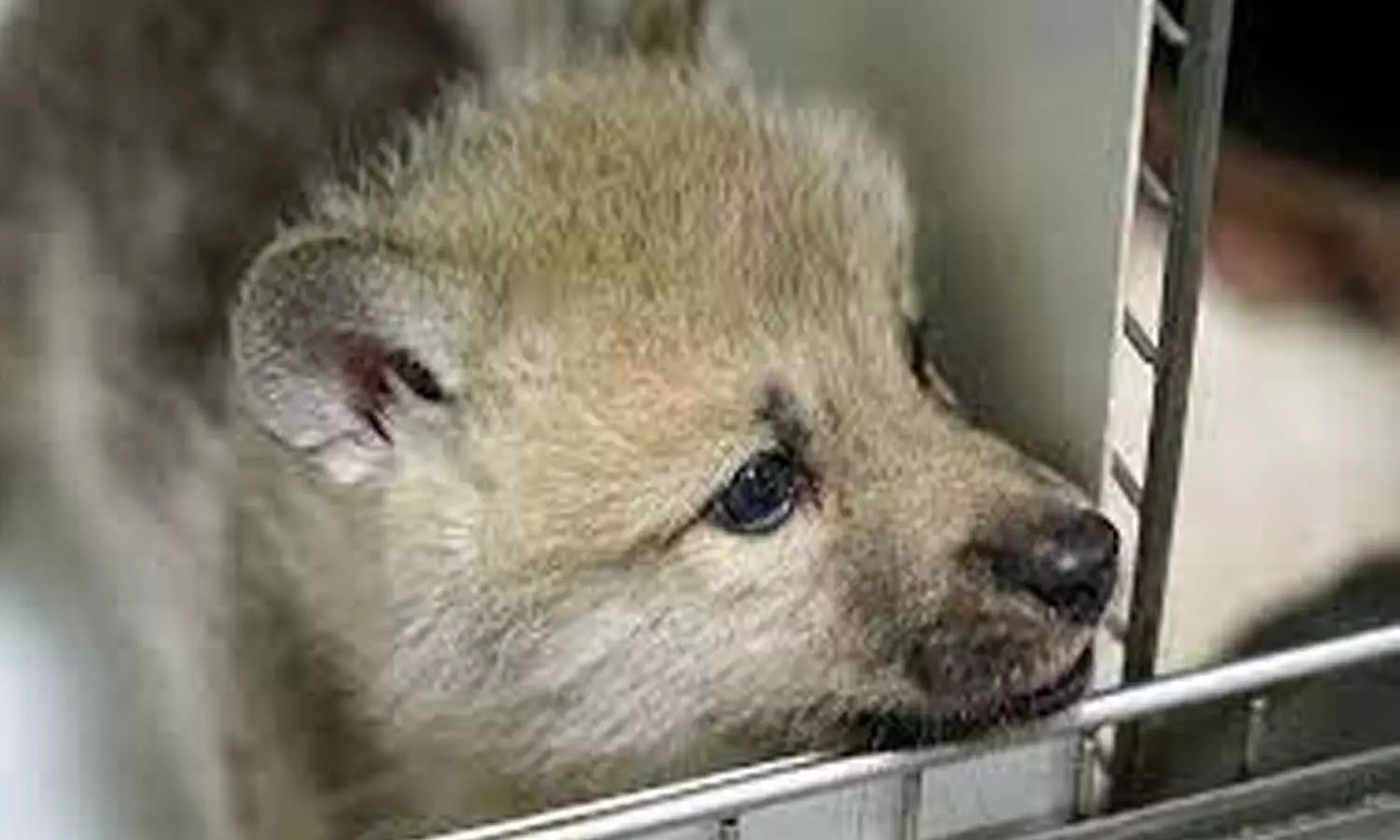 Made in China arctic wolf too, 100 days old video of cub cloning released