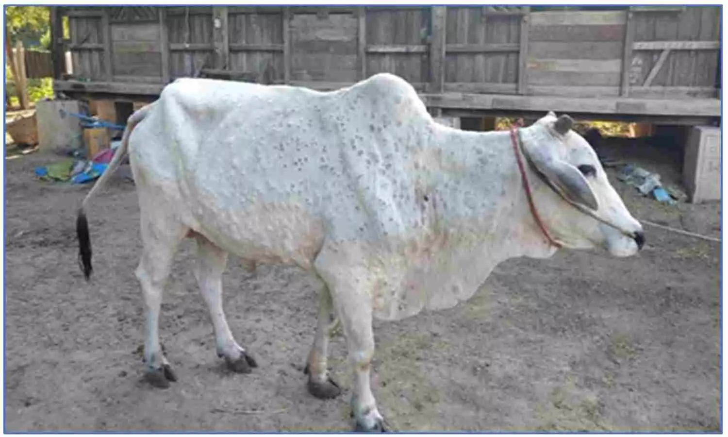 Use dairy products carefully the risk of lumpy virus increasing in cows