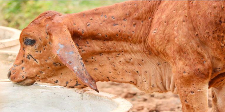 lumpy virus: maneka warns on lumpy infection animal milk, scientist said – nothing to fear