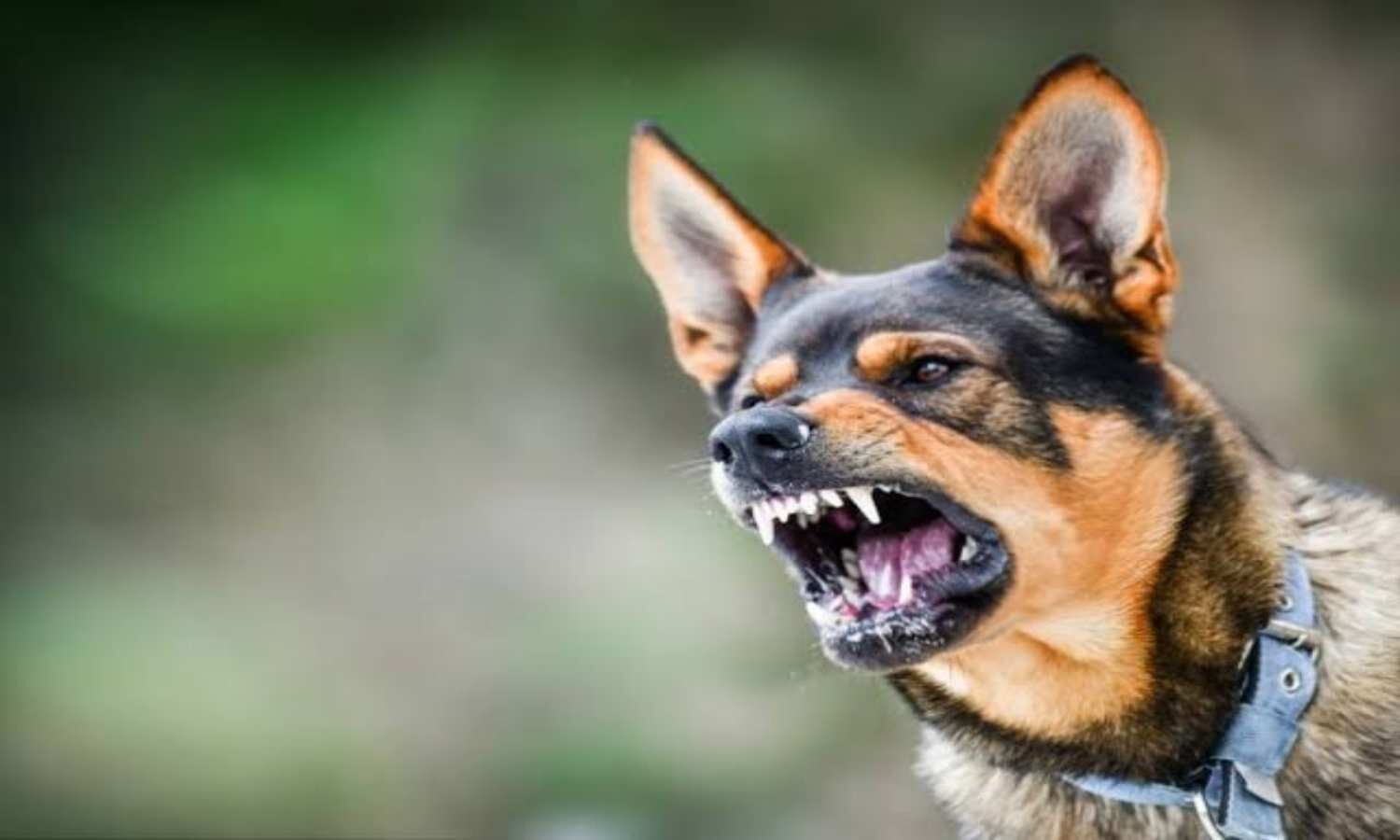 Dogs Bite Without Warning: Why Dogs Are Getting More Aggressive, Know The Reasons