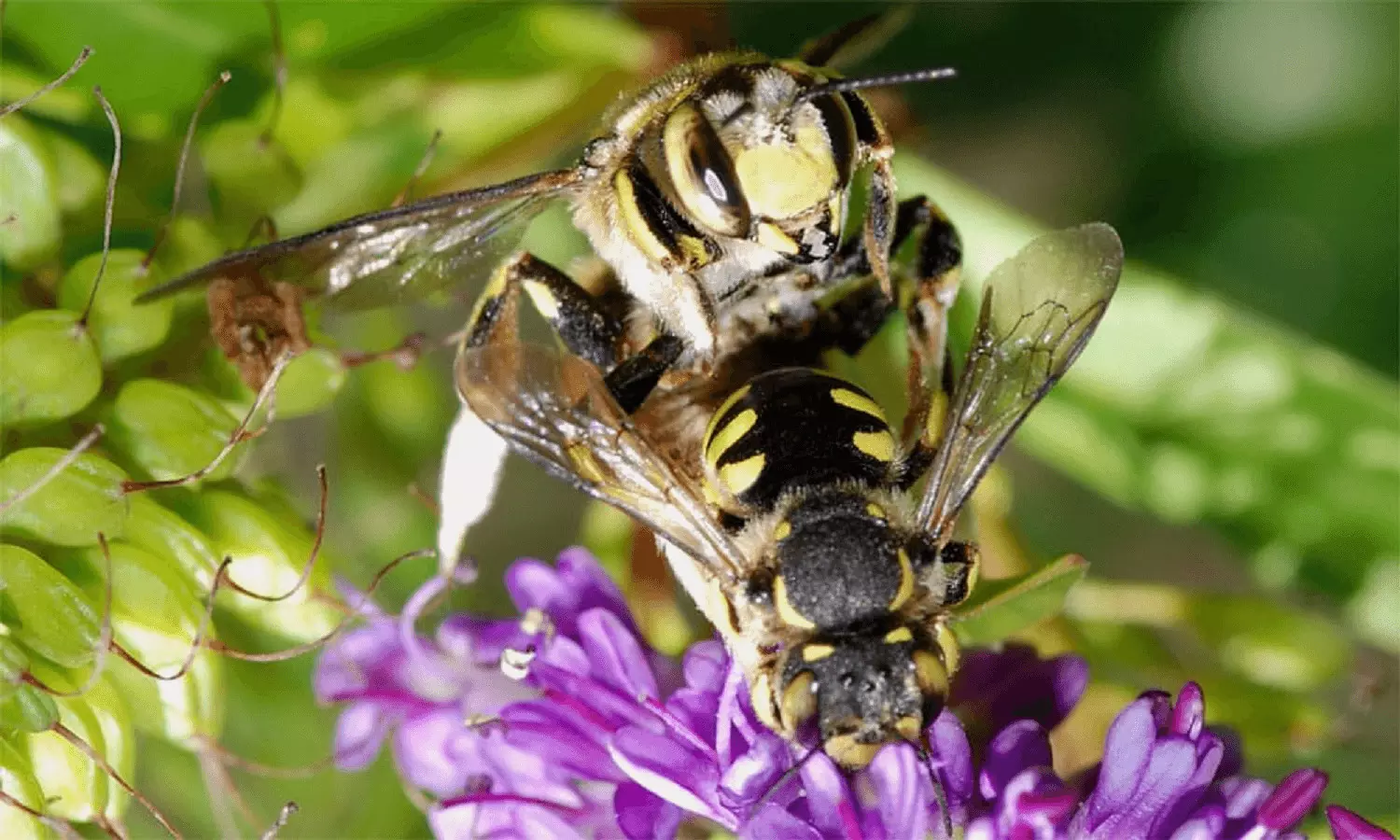 Interesting Facts: इंसानों को काटते ही मधुमक्खियां क्यों मर जाती हैं, इसके पीछे है ये बड़ा कारण