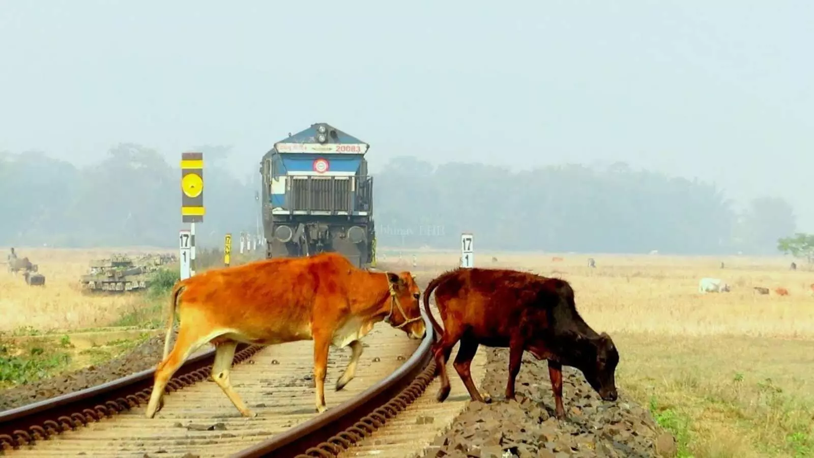 Rewa News cowherd died due collision with train