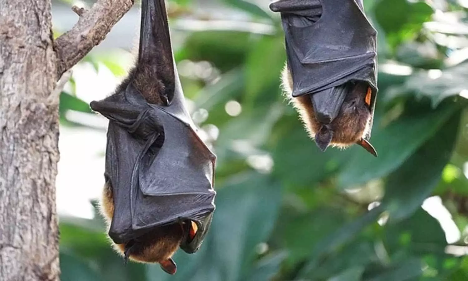 COVID Like Virus Khosta 2 Found In Russian Bats