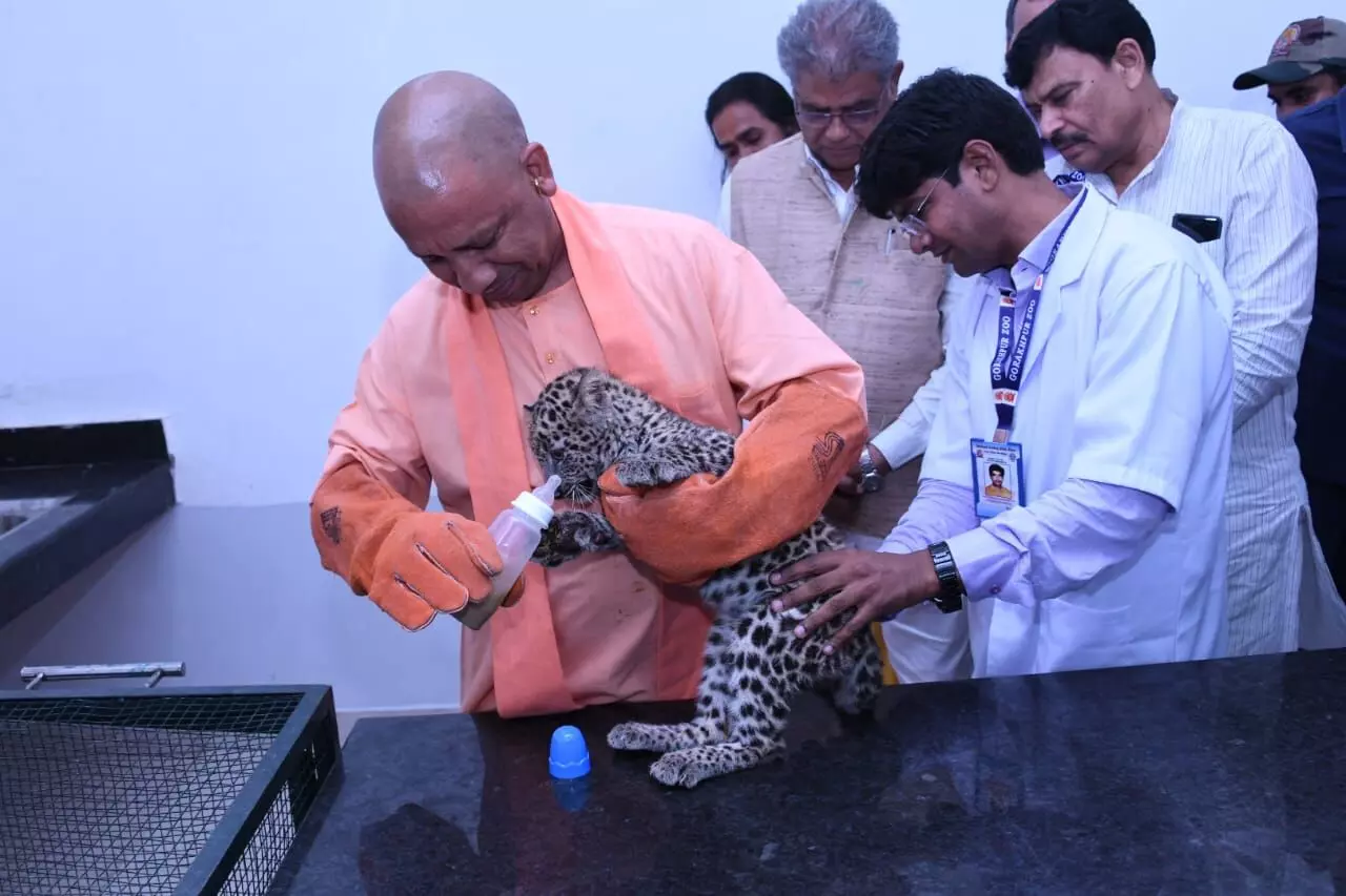 cm yogi adityanath feeds milk to female leopard cub in gorakhpur zoo