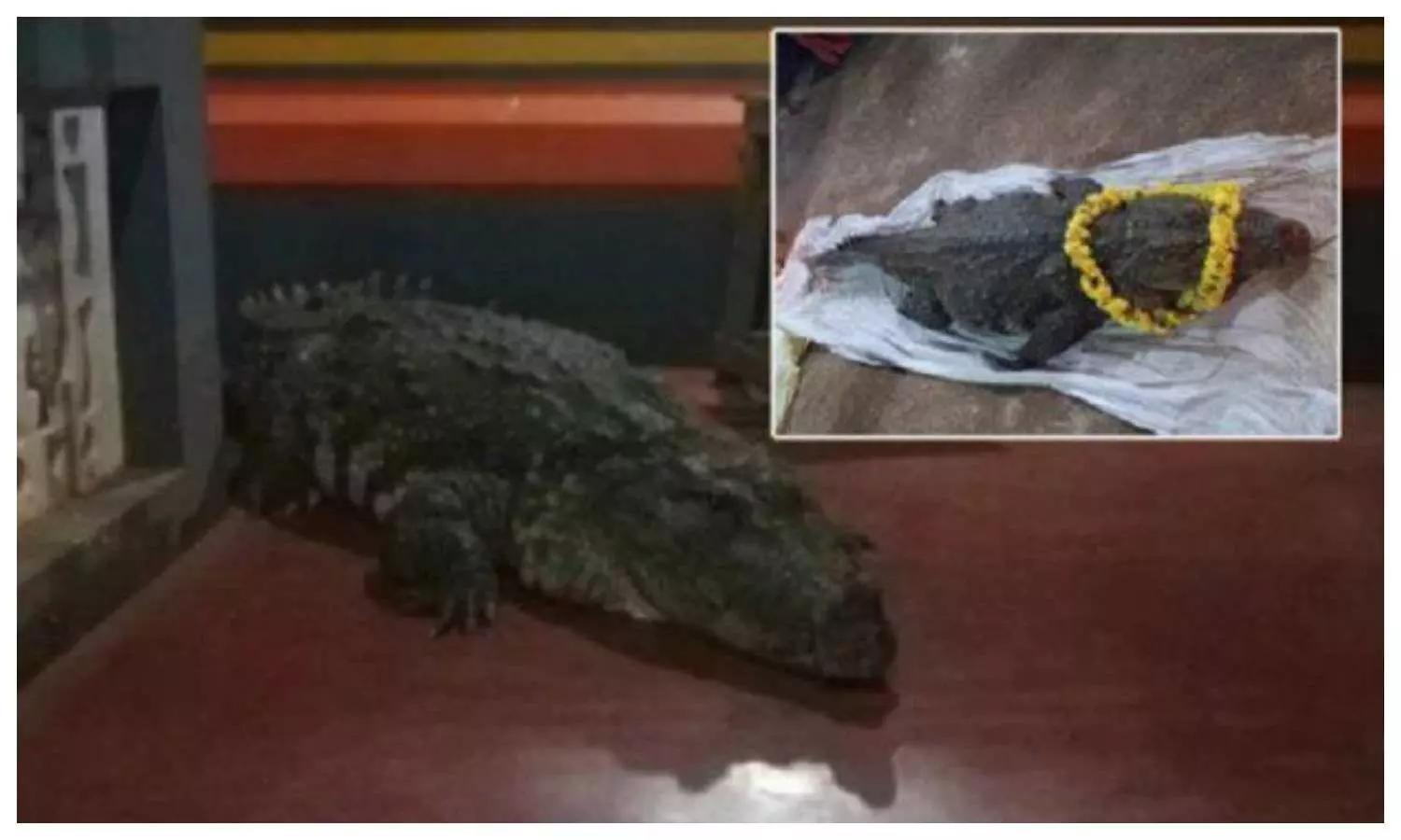 Vegetarian Crocodile Died in Kerala Temple
