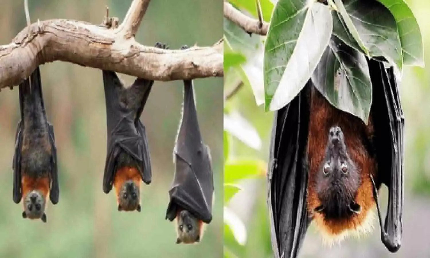 Interesting Facts About Bats