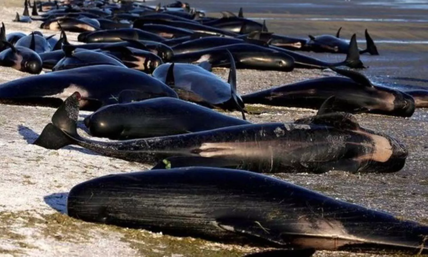 500 pilot whales trapped on New Zealands Chatham Island died, could not be rescued due to fear of sharks
