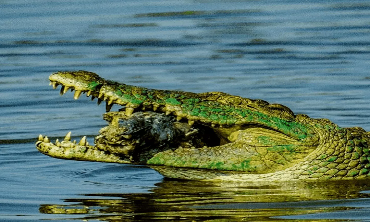Crocodile amazing fact