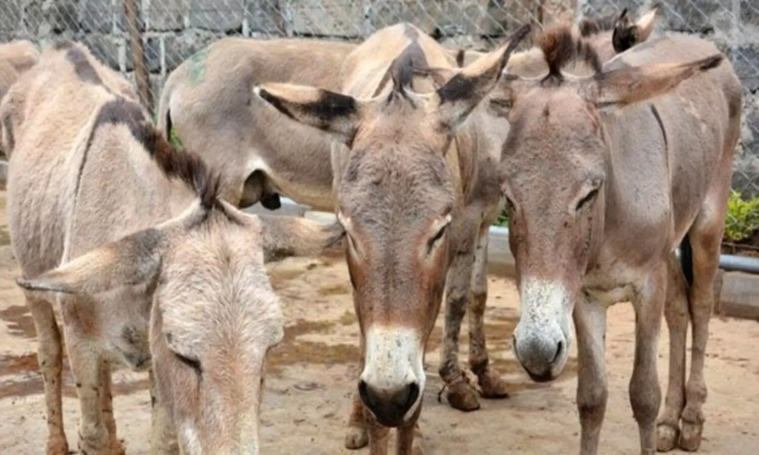 Pakistani Donkeys in China