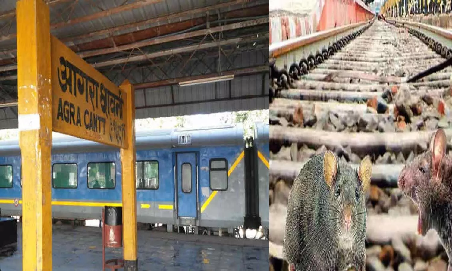 Railway upset due to the terror of rats, condition of catching rats kept in cleaning tender