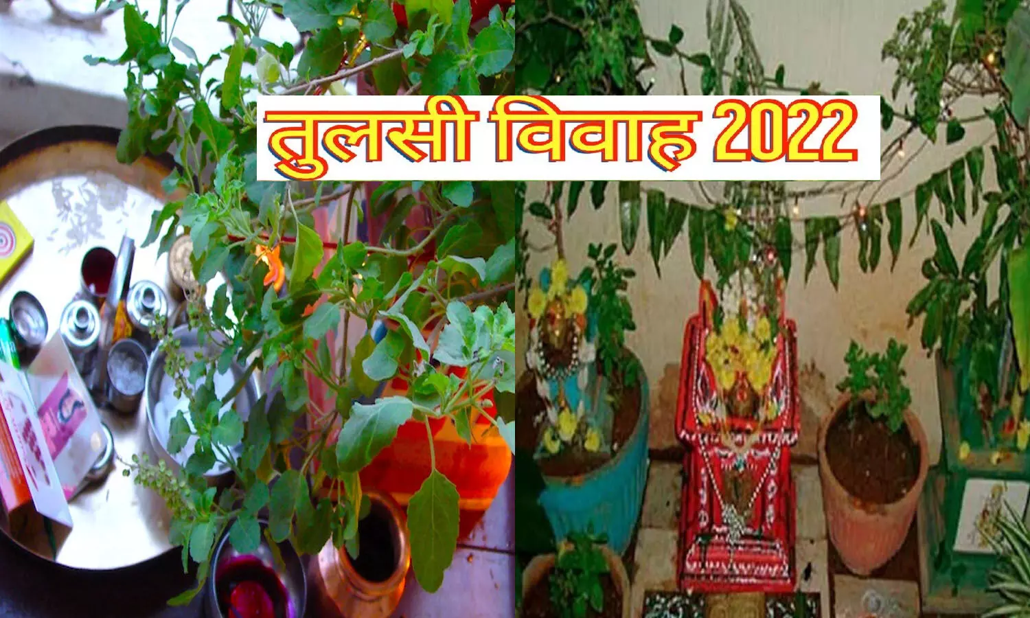 तुलसी विवाह कब मनाया जाता है Tulsi Vivah 2022 kab hai Date and Time: जानिए सही तिथि, कथा और महत्व, इस दौरान न करें ये गलतियां