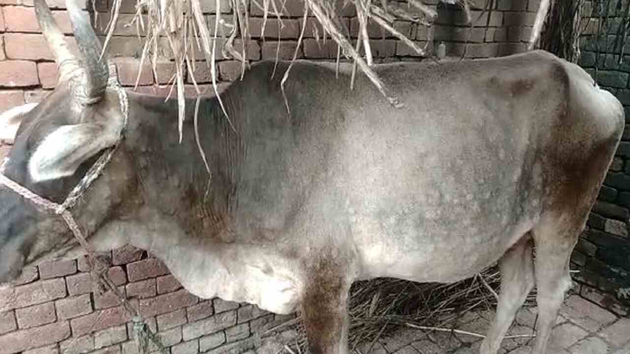 Firozabad News Lumpy virus spreading rapidly in cows | Firozabad News:  फिरोजाबाद में गायों में तेजी से फैल रहा लंपी वायरस | News Track in Hindi