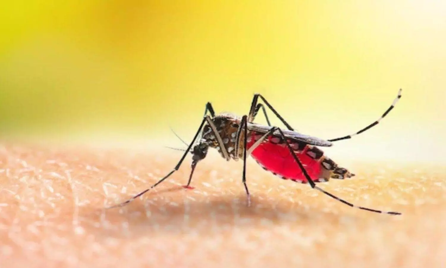Dengue Symptoms and Treatment