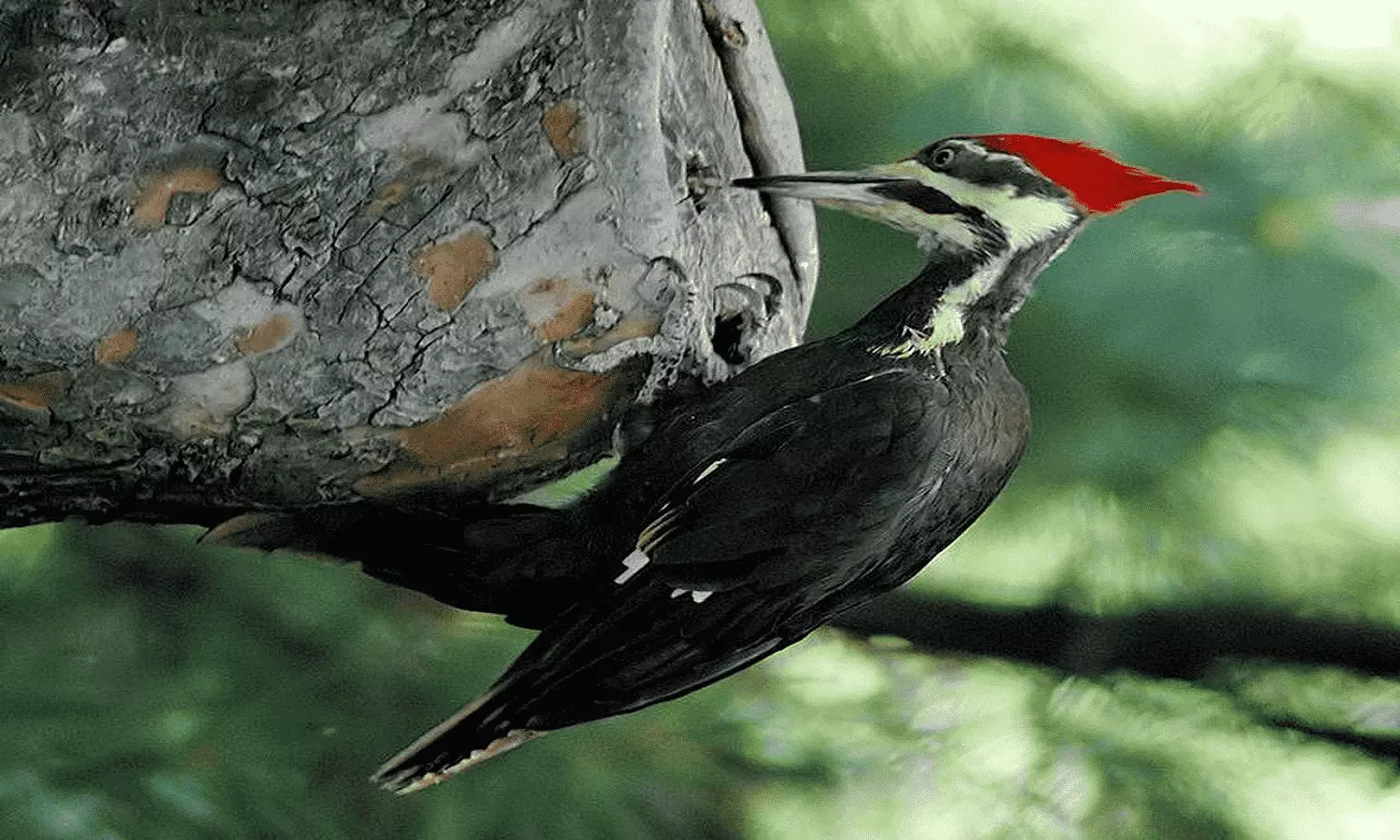 Woodpecker unknown fact