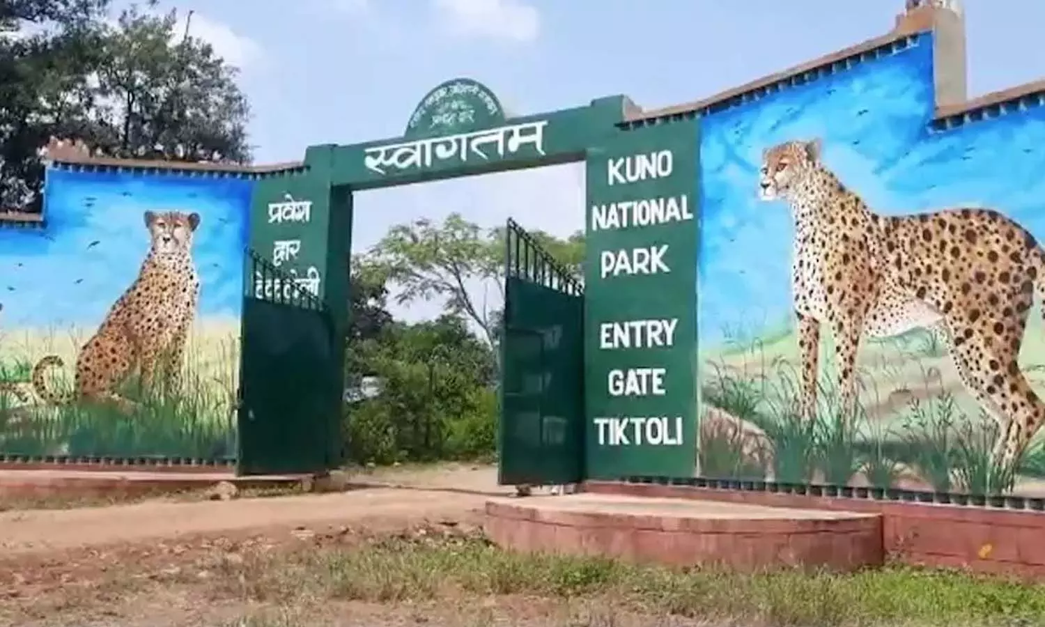 2 out of 8 cheetahs brought to Kuno National Park were released in a large enclosure, 50 days of quarantine ended