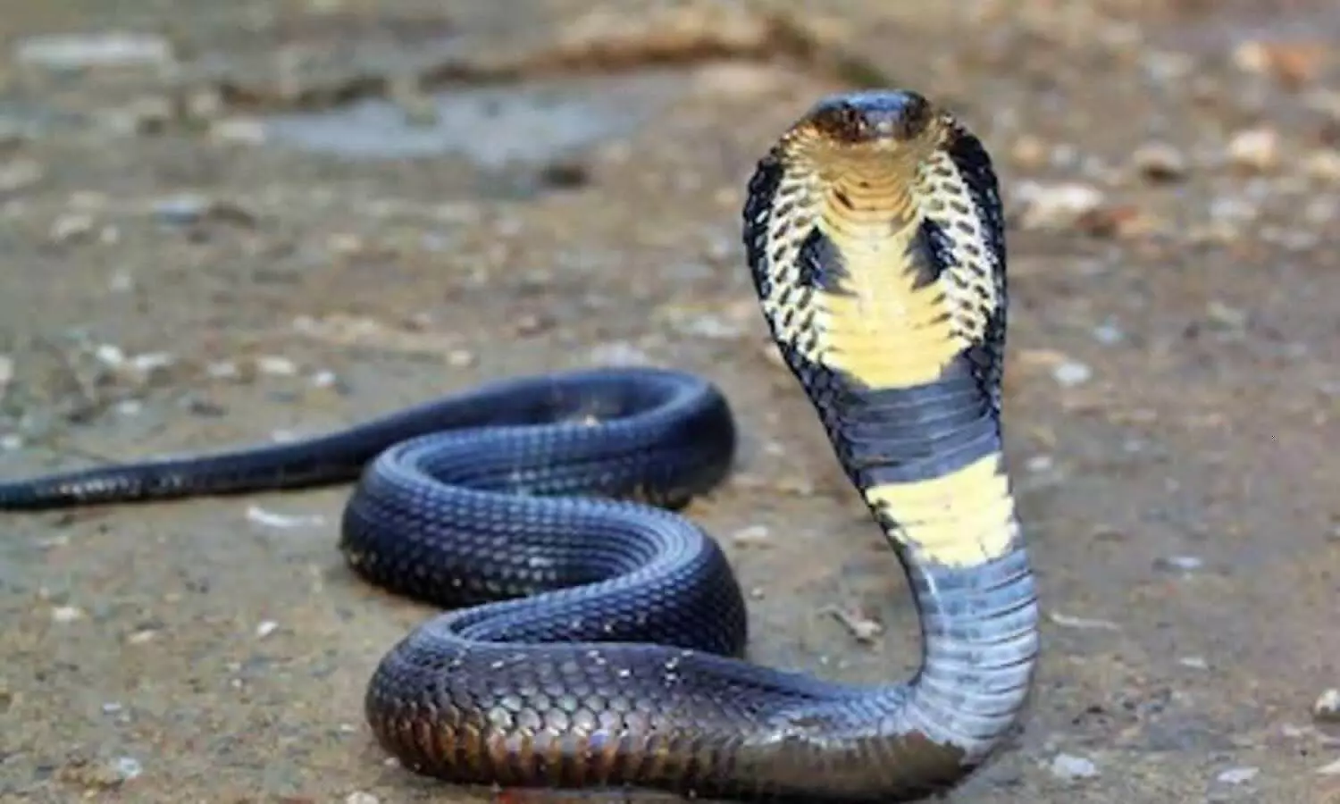 Mahoba News Farmer dies after killing snake