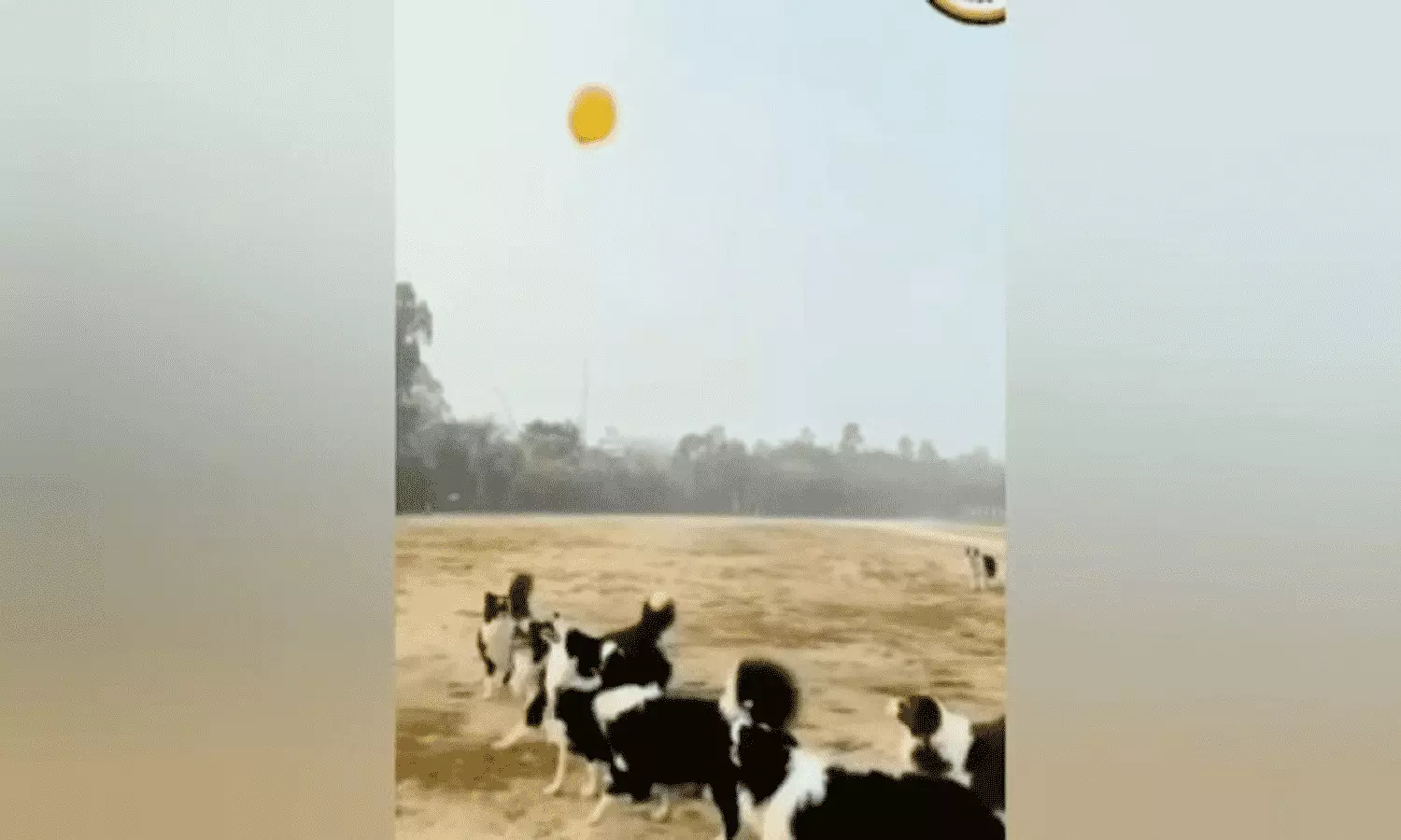 Dogs Video Viral