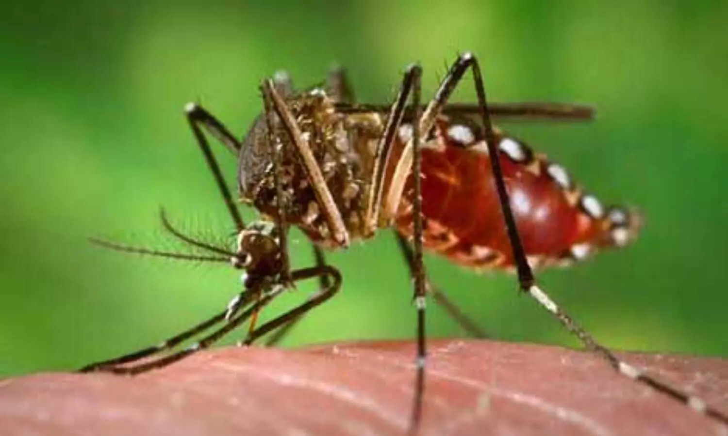 Dengue home remedies tips