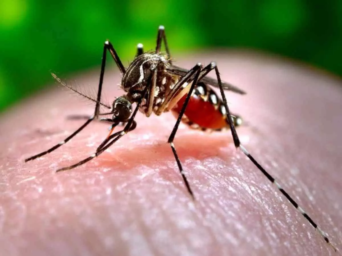 dengue cases increasing in uttar pradesh see figures of lucknow and other districts