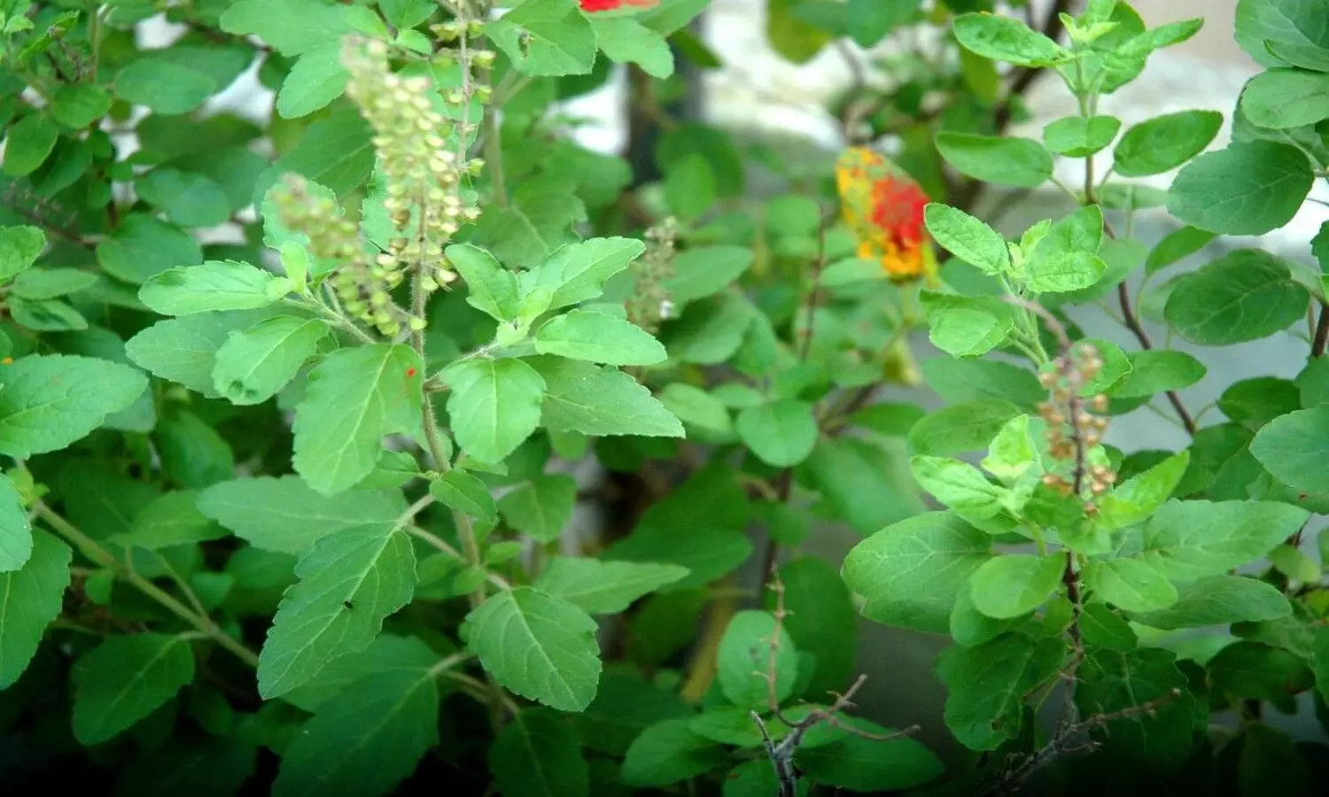 tulsi