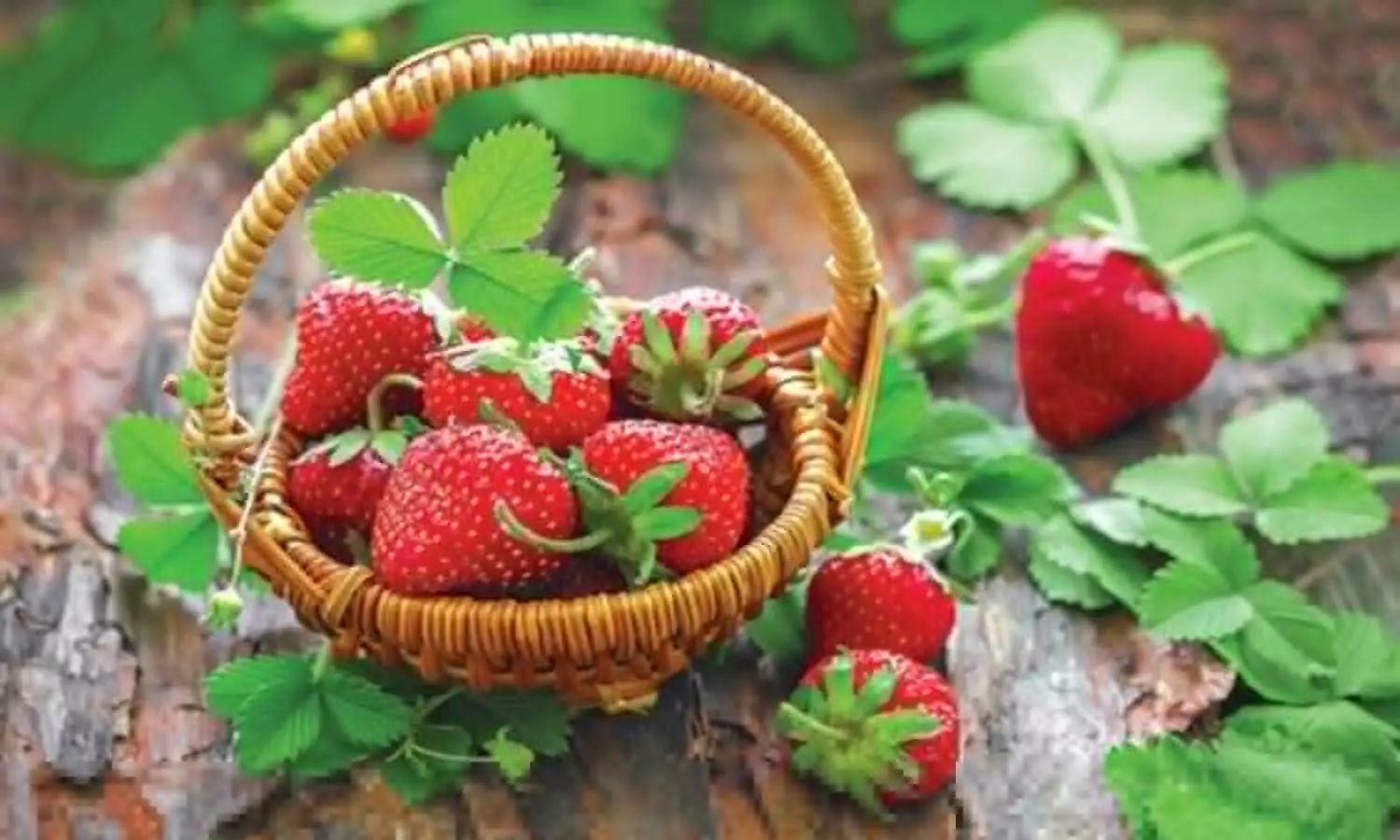 Strawberry advantage