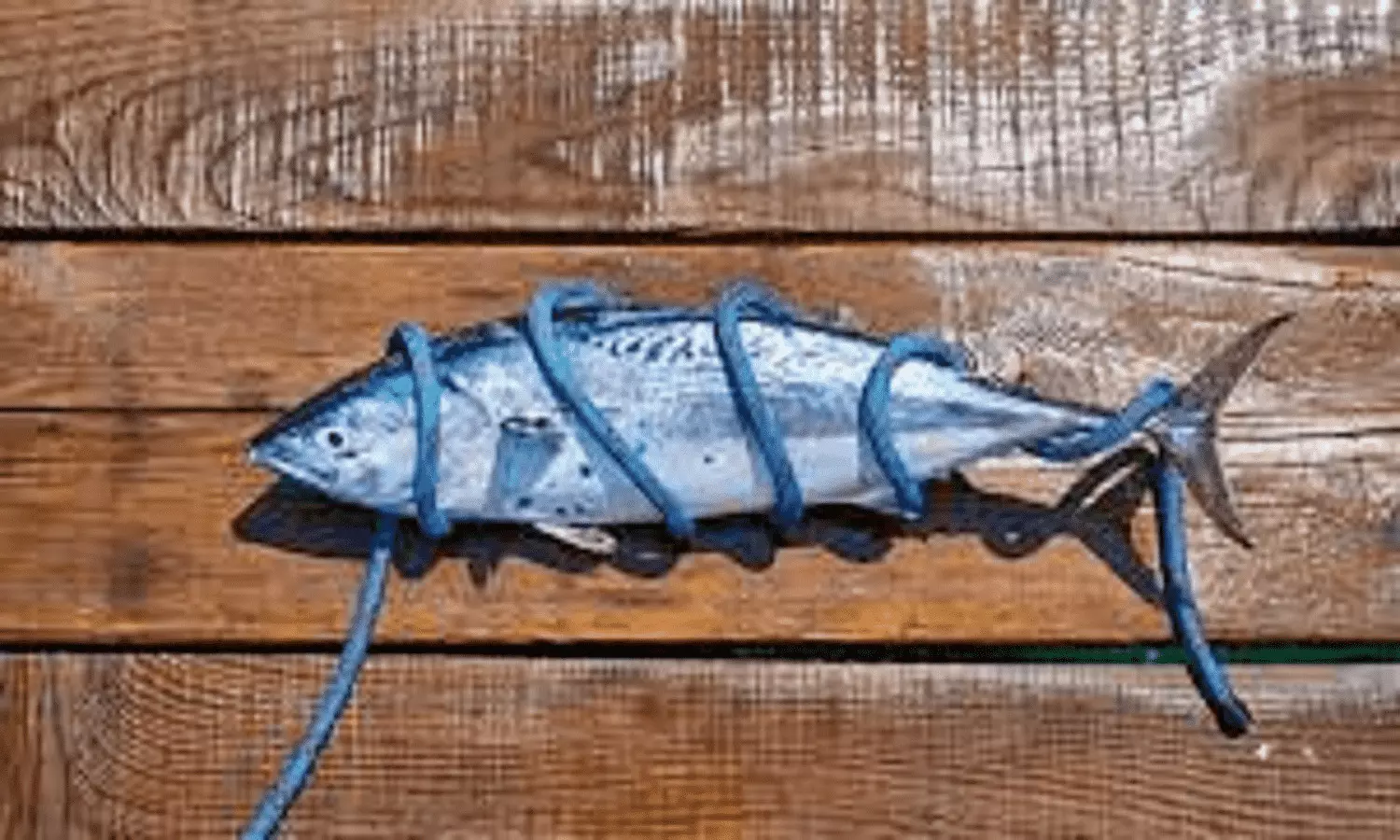 Bluefin Tuna Fish