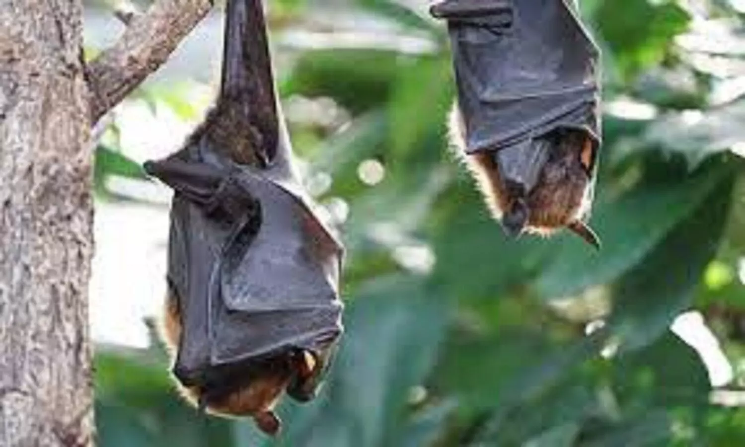 New Covid like virus btsy2 found in bats