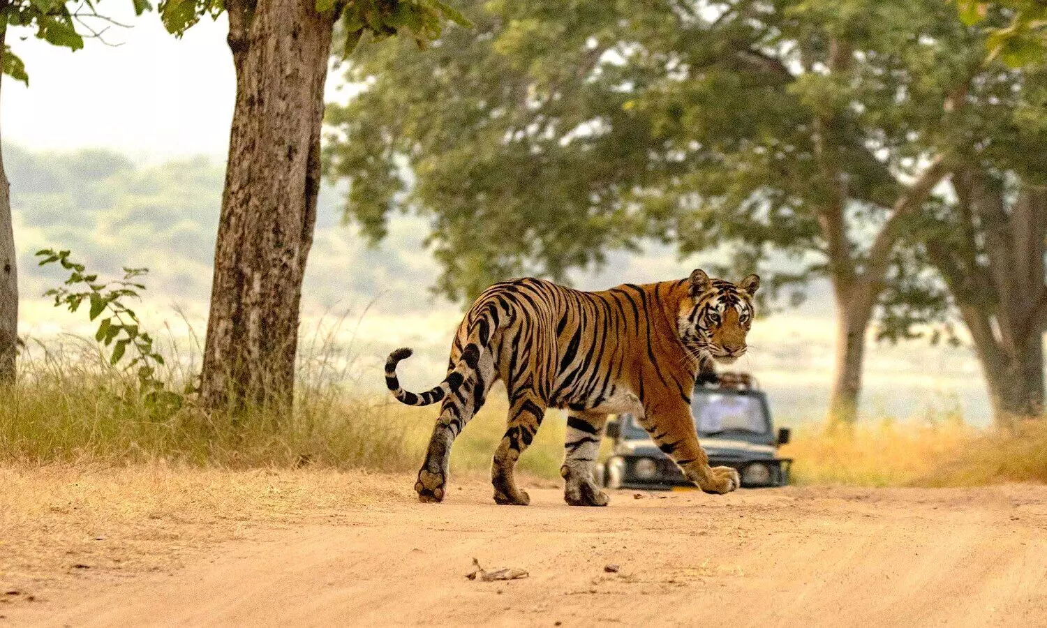 Ranipur Tiger Reserve