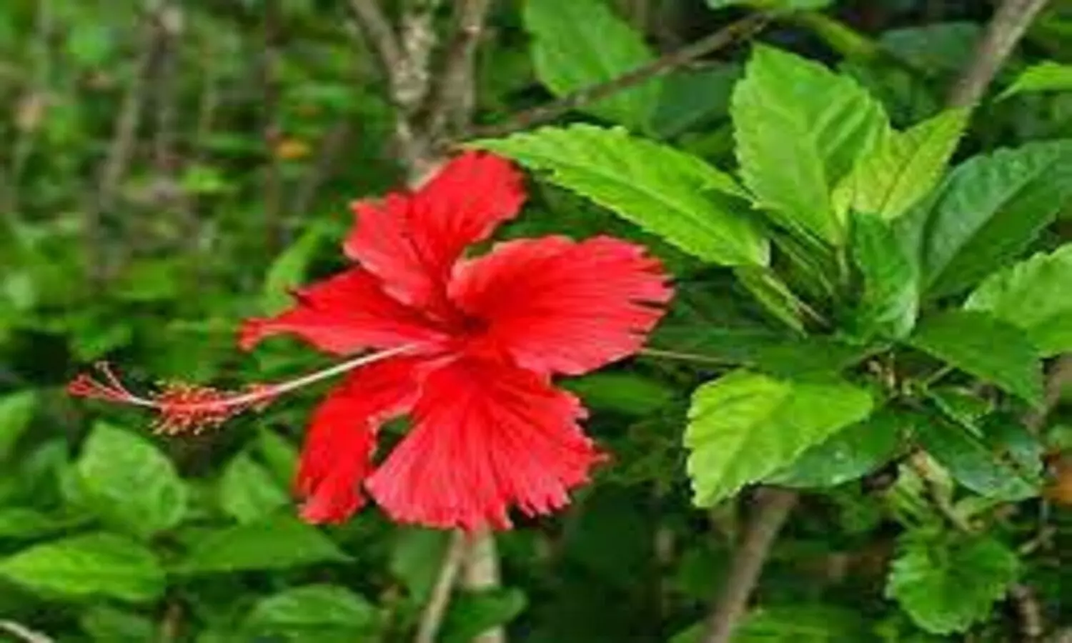 Hibiscus Flower can save from Alzheimer Disease