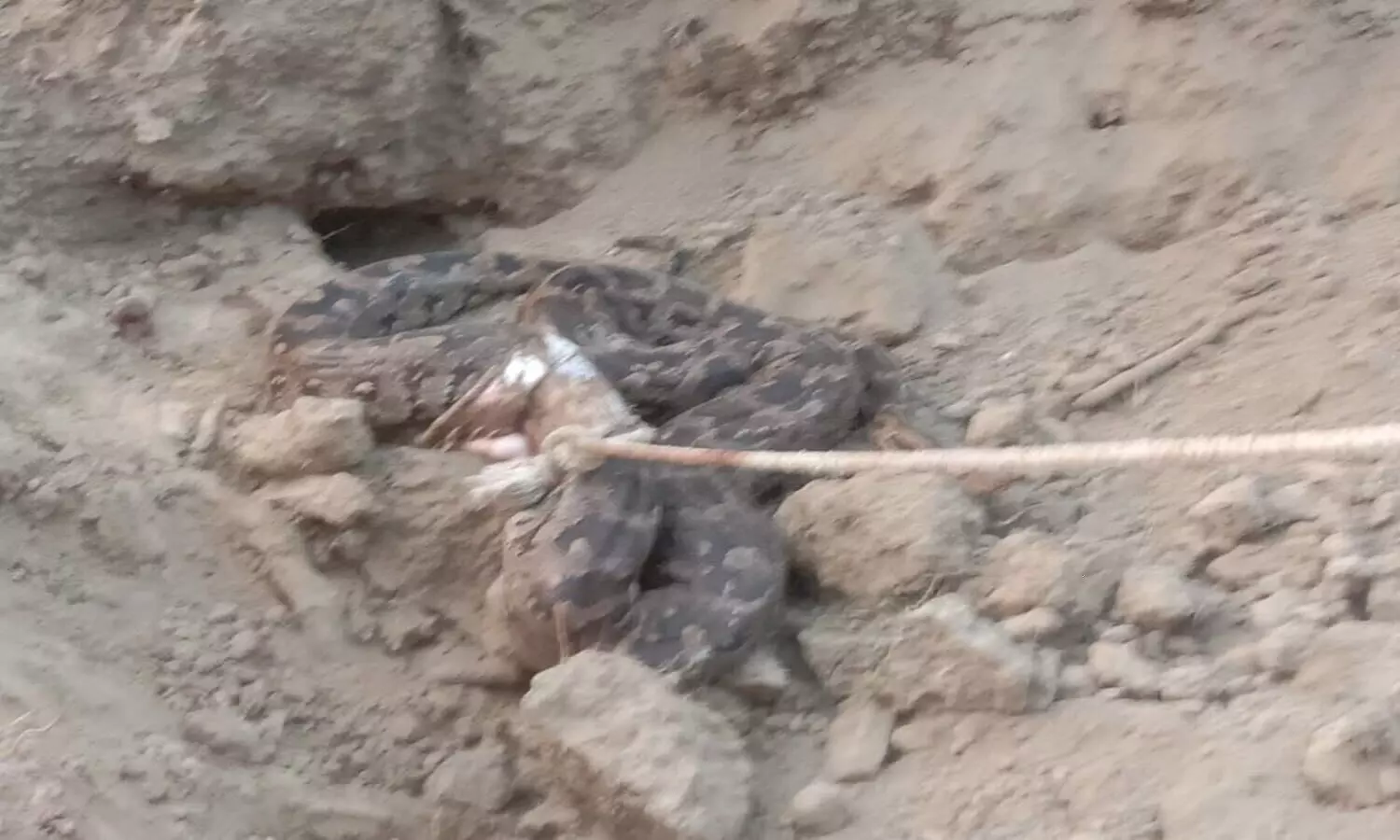 python caught in Kaushambi