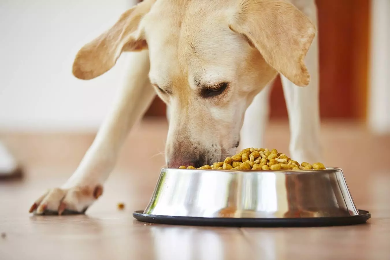 Dog Food What will happen if humans start eating dog food