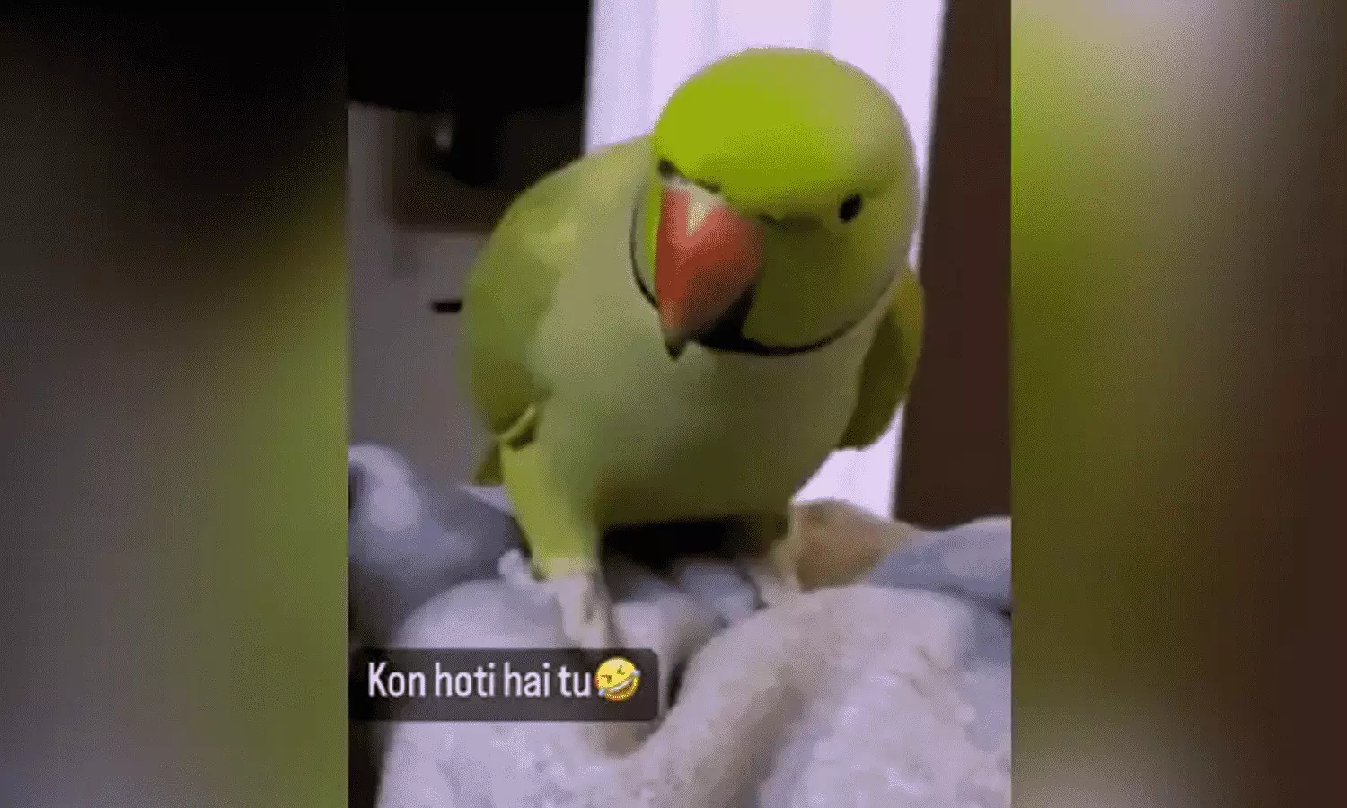 Parrot Video