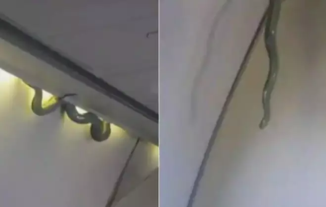 Snake Found In Air India Express