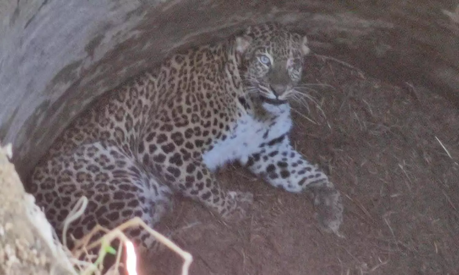 Leopard fell into the well in the forest of Ranchhad village of Baghpat