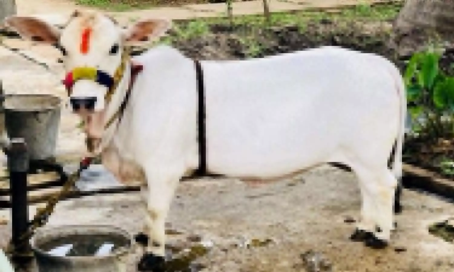 Punganur Cow