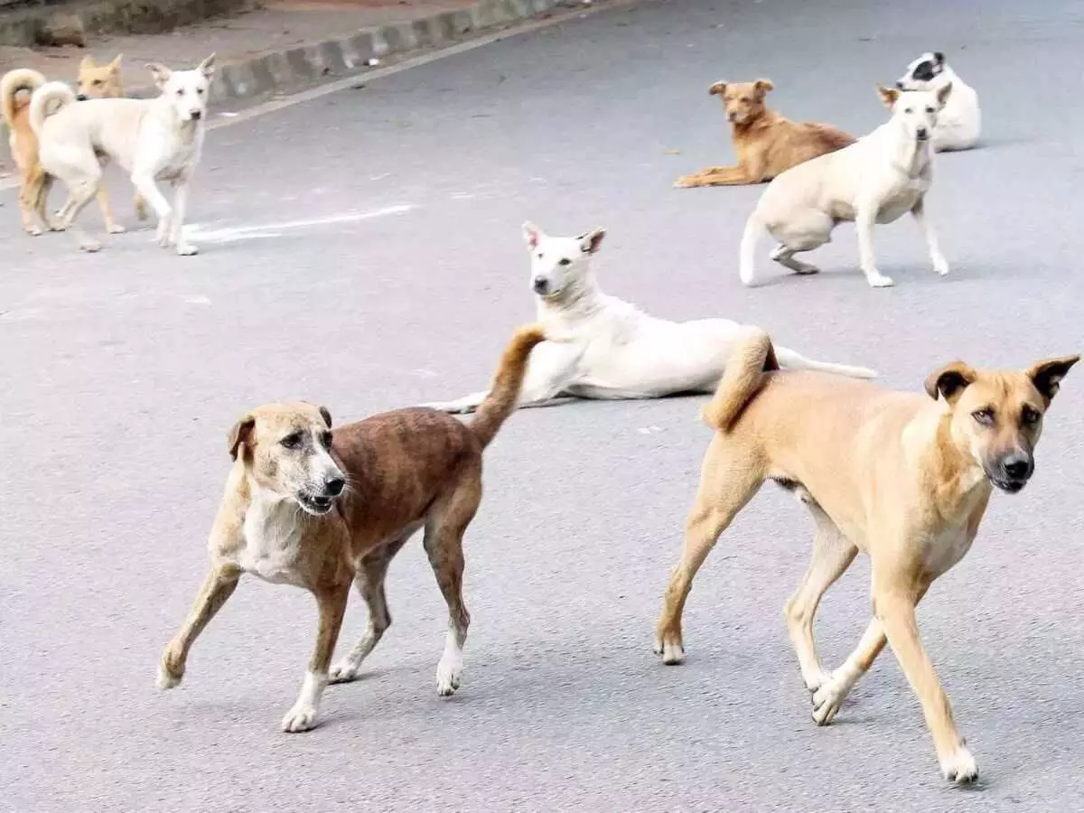 Bihar News: बेगूसराय में अनोखा एनकाउंटर, शार्प शूटर्स के अचूक निशानों से दर्जनभर आदमखोर कुत्ते ढ़ेर