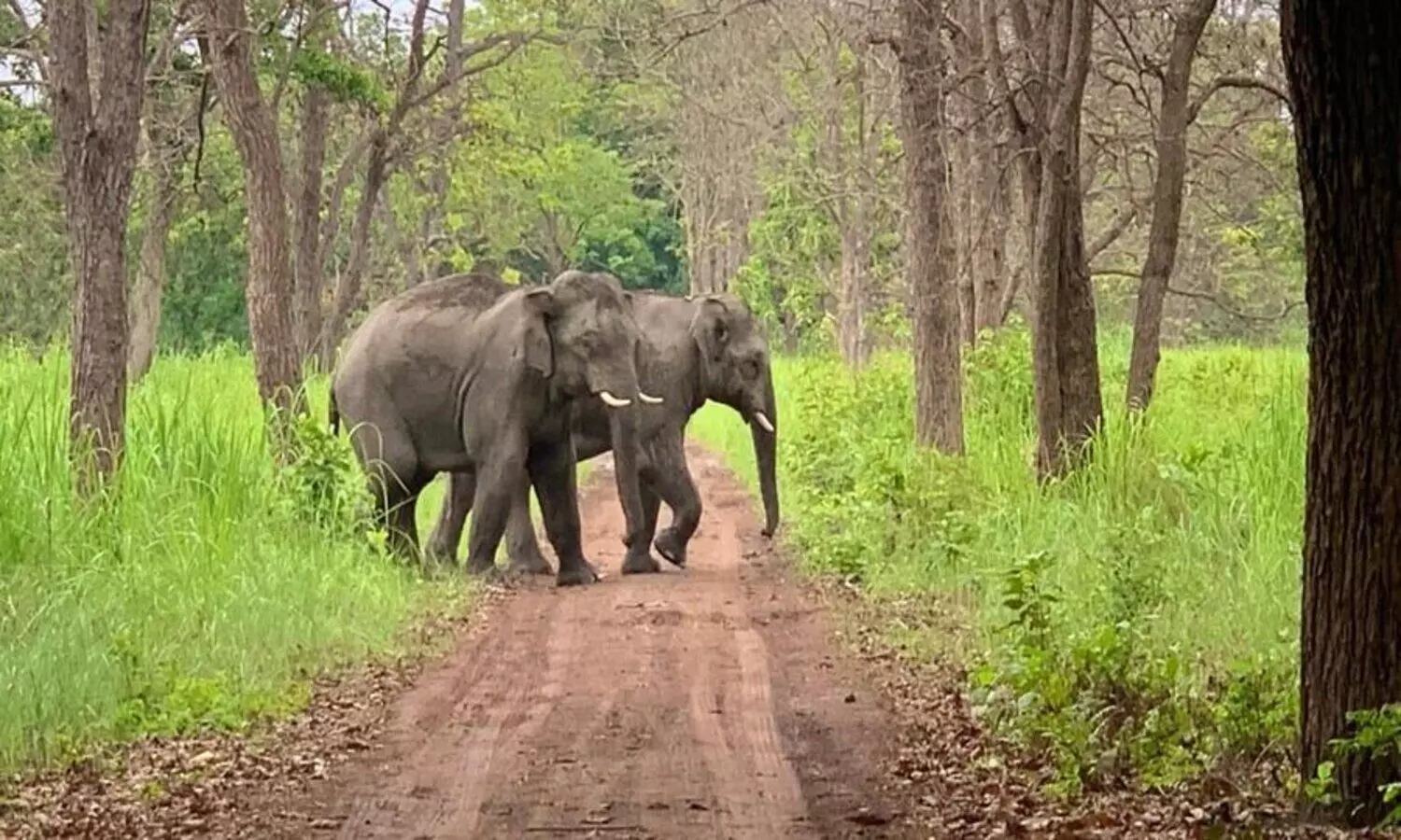 Terai elephant reserve