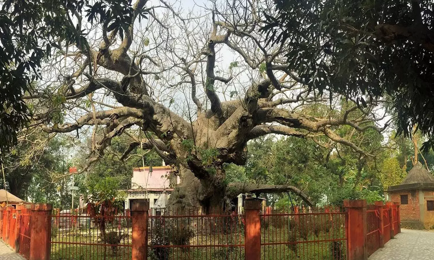 Barabanki Parijaat Tree बाराबंकी पारिजात वृक्ष :स्वर्ग से धरती पर आया पारिजात का यह एकमात्र पेड़, इससे जुड़े हैं कई सारे फैक्ट