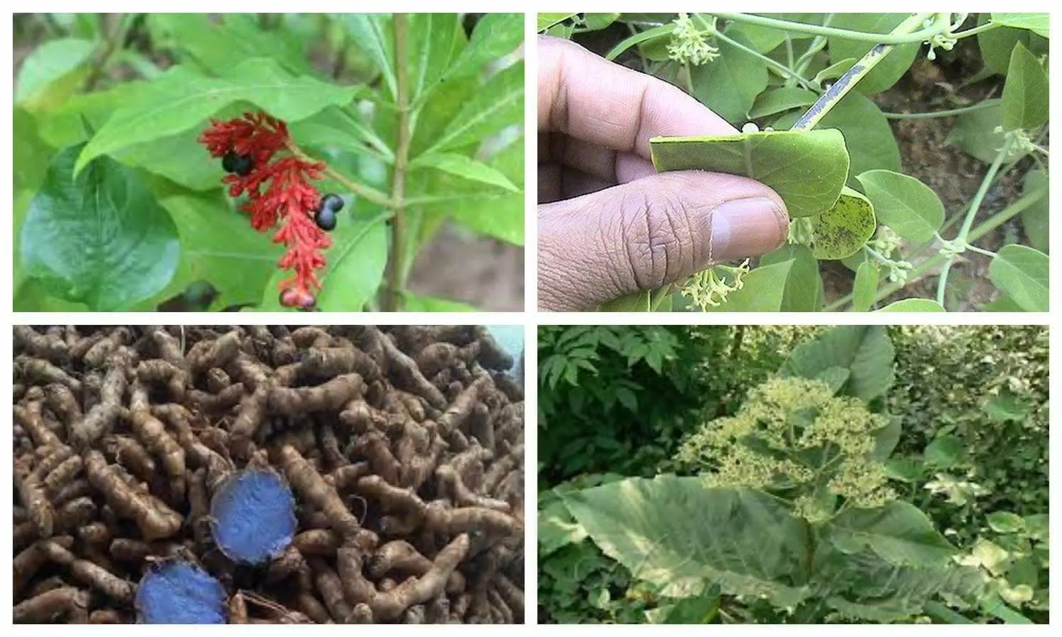 Rare Herbs Found In India