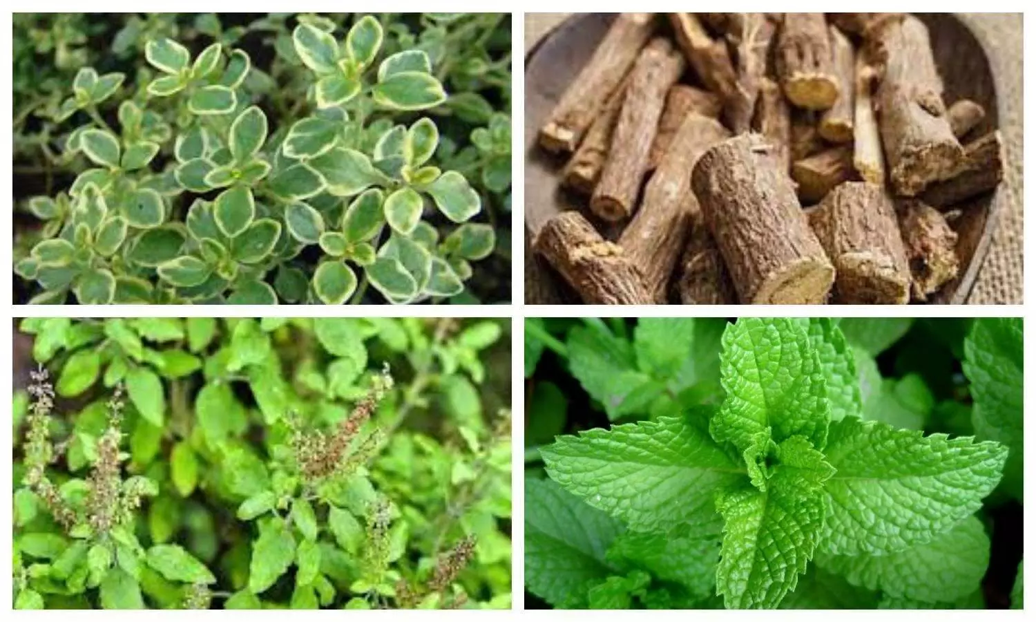 Winter season Herbs