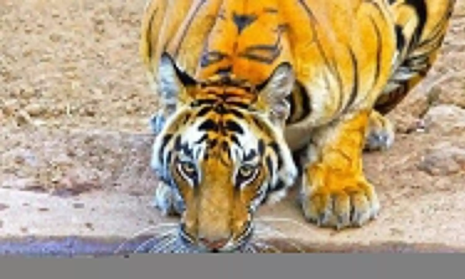 The tigress seen in Palia tehsil of Lakhimpur Kheri district created panic among the people
