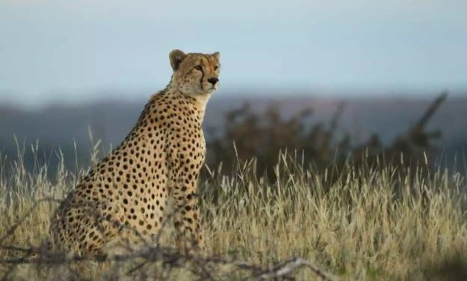 South Africa-India Cheetah Deal