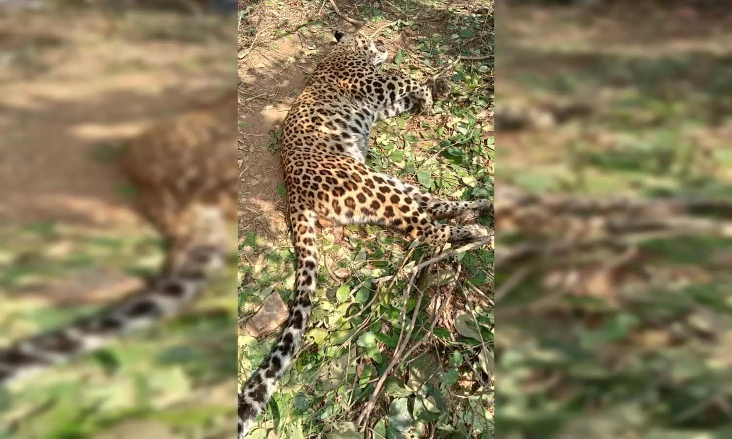 Dead body of leopard found in suspicious condition in Sonbhadra mystery deepened due to absence of injury marks on the body