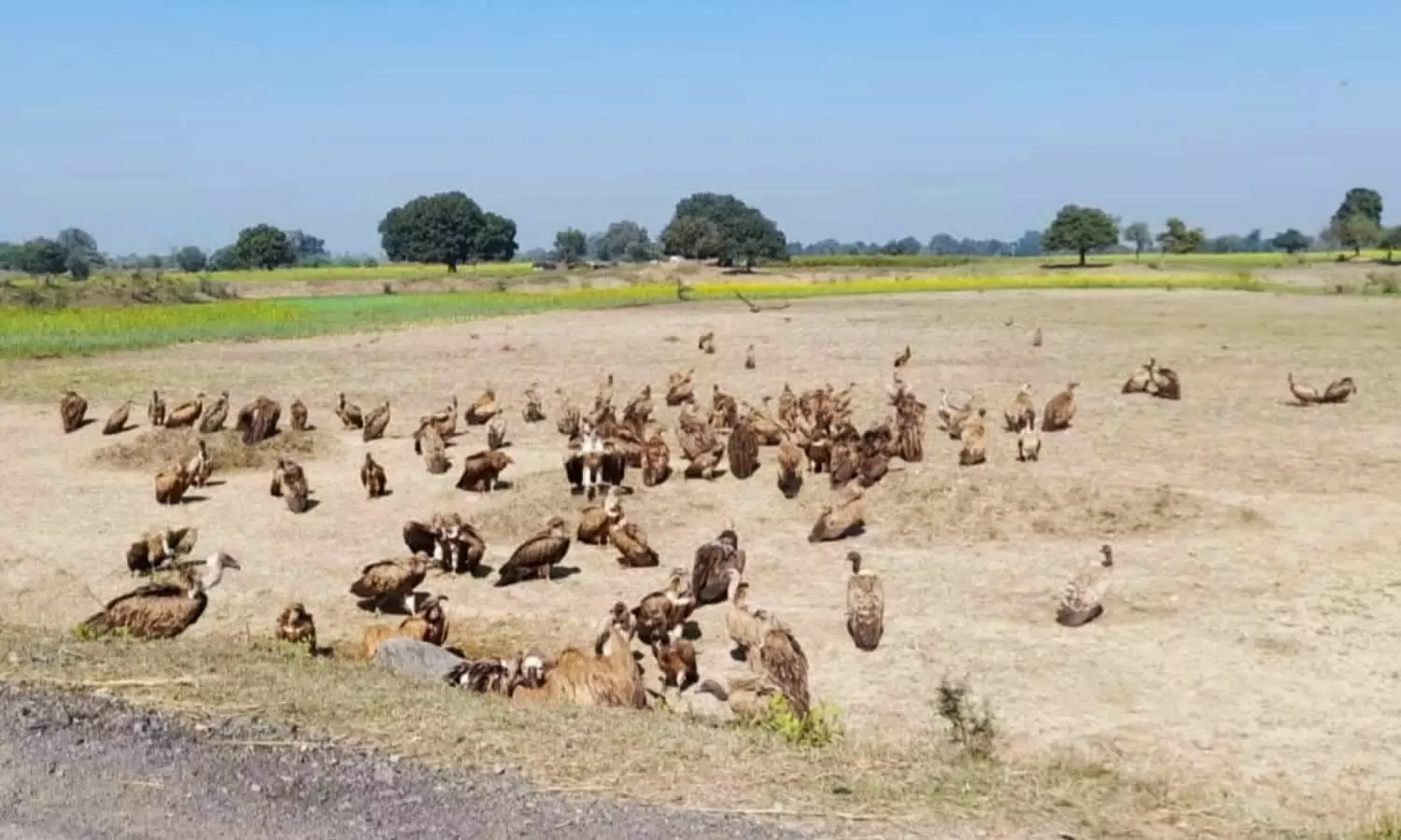 Banda Herd of vultures